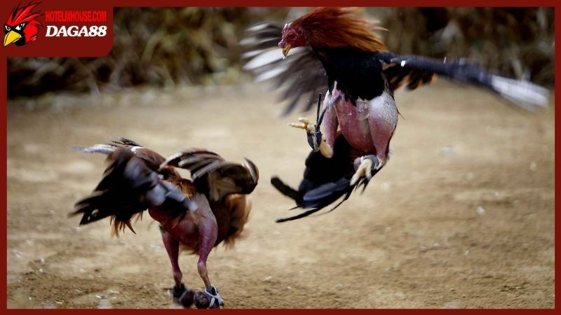 Đá gà cựa sắt mang đến trải nghiệm mãn nhãn từng phút giây 
