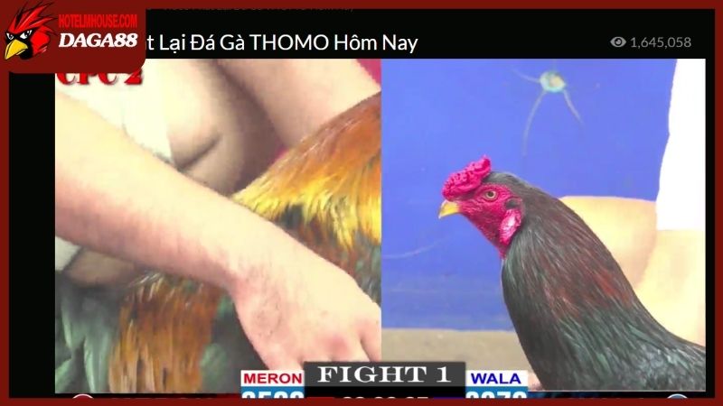 Đá gà trực tiếp 88 đem đến vô vàn trận chiến kịch tính