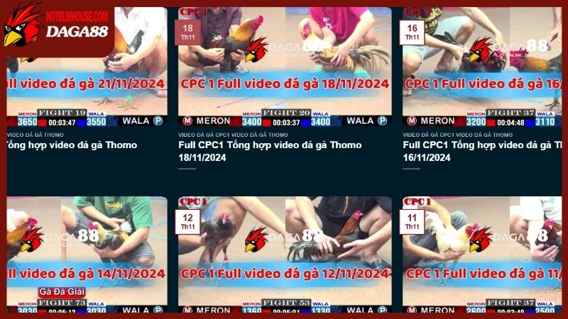 Dịch vụ xem các trận đá gà trực tiếp 88 hoàn toàn là miễn phí 