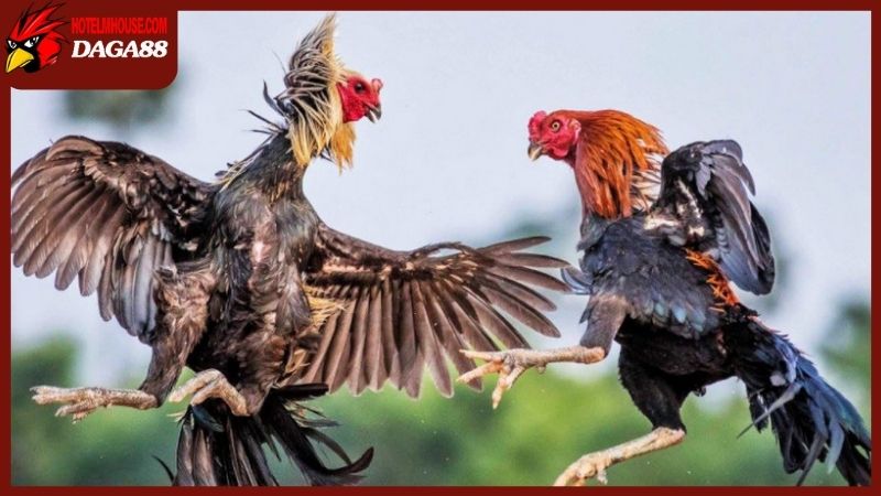 Giải mã những câu hỏi thường gặp về đá gà trực tiếp 88