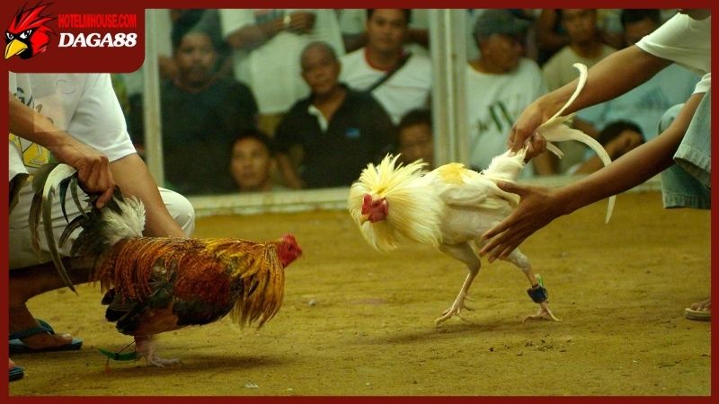 Tìm hiểu lịch phát sóng để chọn được trận đá gà trực tiếp ưng ý