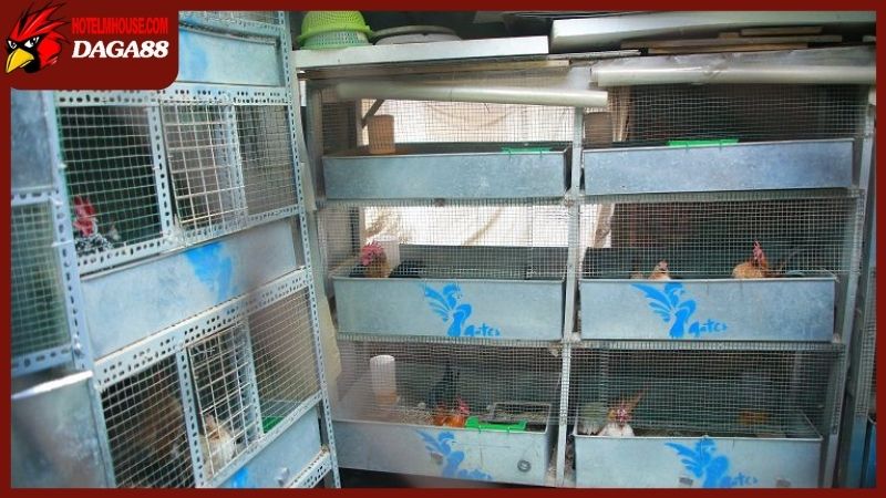 Cách làm cho gà tre dạn và sự ảnh hưởng từ môi trường sống