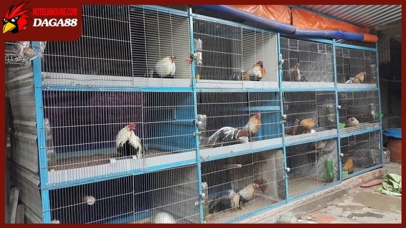 Cách làm cho gà tre dạn thông qua âm thanh