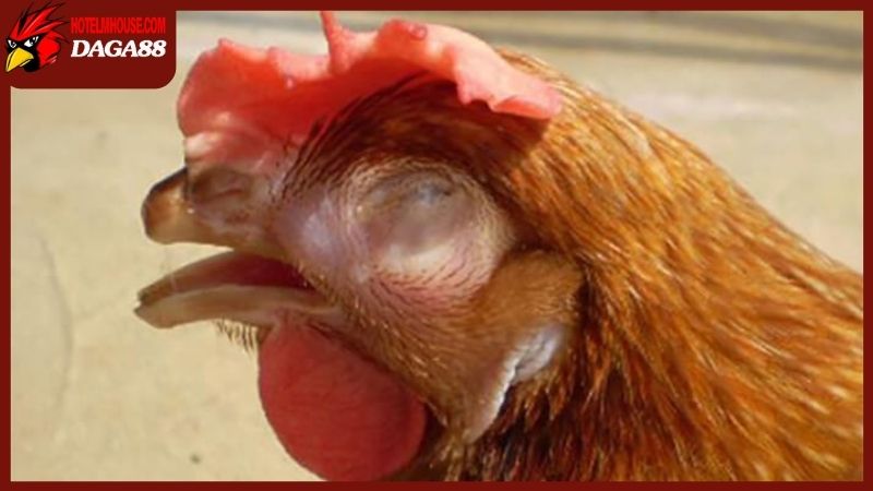 Gà bị sưng mắt có mủ sẽ đối mặt với nhiều nguy hiểm