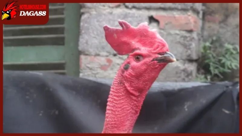 Kỹ năng của gà chọi mào cờ trong thực tế