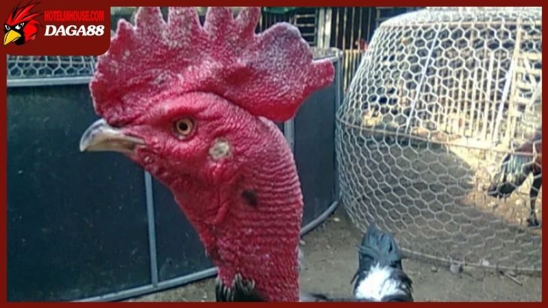 Đặc điểm ngoại hình và tướng đi của gà chọi mào cờ