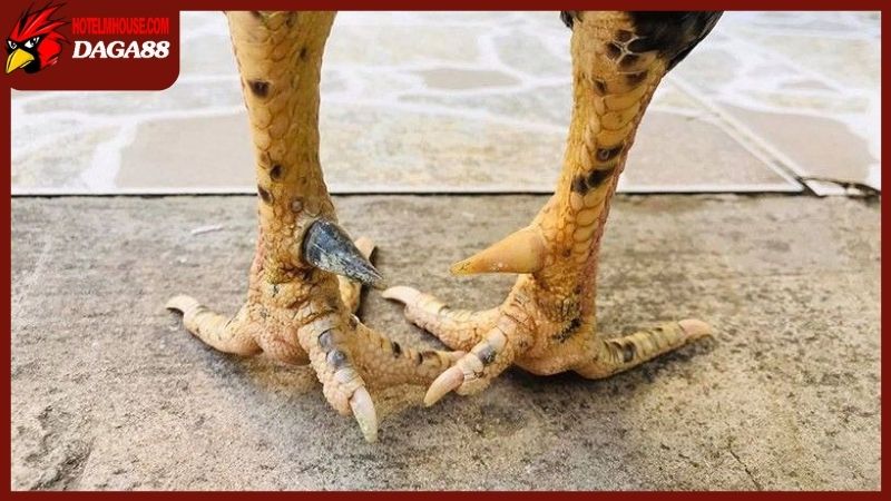 Quan niệm của dân gian trong vấn đề gà mái có cựa tốt hay xấu