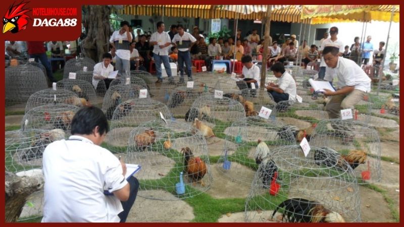 Tiếp xúc hằng ngày cũng là cách làm cho gà tre dạn