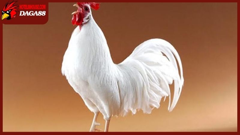 Vẻ bề ngoài đặc trưng của gà nhạn chân trắng