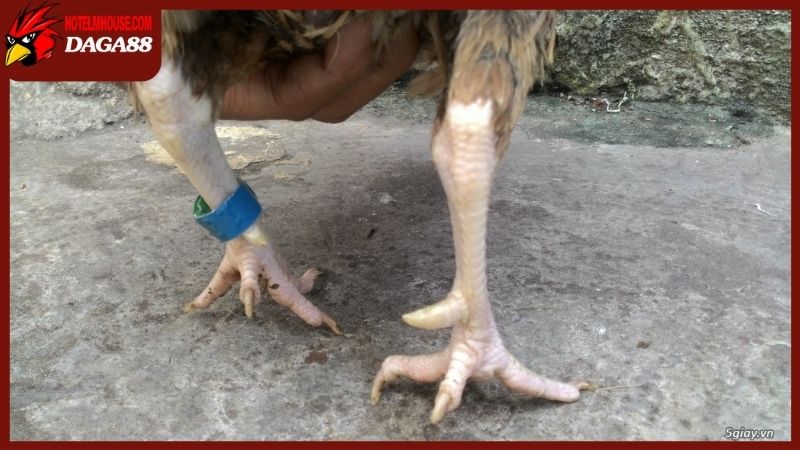 Ý nghĩa y khoa về việc gà mái có cựa tốt hay xấu