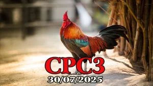 Đá gà Thomo hôm nay ngày 30/07/2025 C3 full trận