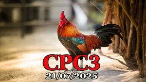 Full Clip Đá Gà Thomo C3 Ngày 21/07/2025