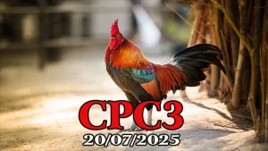 Full Clip Đá Gà Thomo Hôm Nay C3 Ngày 20/07/2025