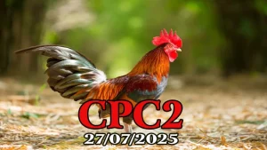 Full Video Đá Gà C2 Trực Tiếp Thomo Hôm Nay 27/07/2025