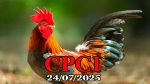 Xem Lại Đá Gà C1 Trực Tiếp Thomo Hôm Nay Ngày 24/07/2025