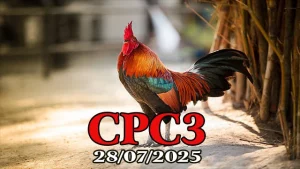 Xem Lại Trận Đá Gà C3 Hôm Nay Ngày 28/07/2025