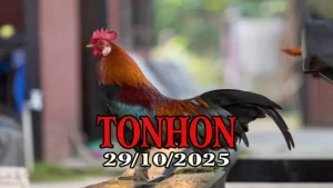 Clip đá gà trực tiếp TONHON hôm nay 29/10/2025