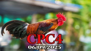 Xem lại đá gà Thomo C4 hôm nay 06/10/2025