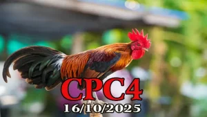 Full Clip Đá Gà CPC4 Hôm Nay 16/10/2025