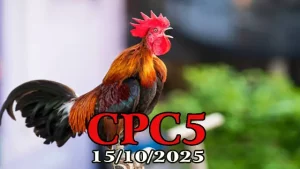 Đá Gà C5 Phát Lại Hôm Nay 15/10/2025