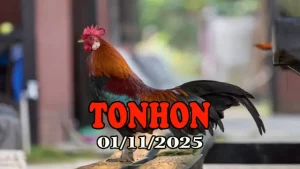 Clip đá gà trực tiếp TONHON hôm nay 01/11/2025