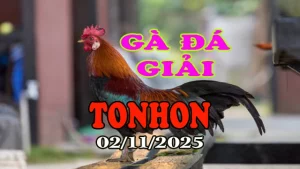 Clip Đá Gà Giải TONHON Hôm Nay 02/11/2025