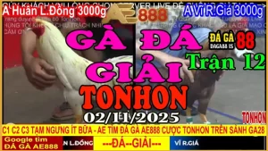 Gà Đá Giải Tonhon Trận 12: Huân L.Đồng vs Vỹ R.Giá – Kèo 3kg
