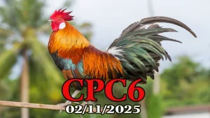 Xem phát lại đá gà C6 Thomo hôm nay 02/11/2025