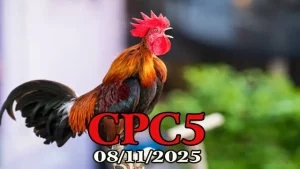 Xem Full Clip Trực Tiếp Đá Gà CPC 5 Thomo Hôm Nay 08/11/2025 – Trận Hay Nhất