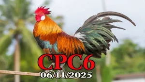 Full clip đá gà Thomo CPC6 hôm nay 06/11/2025 chất lượng HD