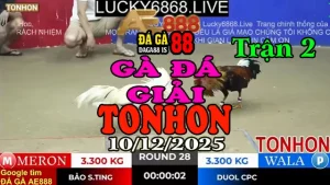 Gà Đá Giải TONHON Trận 2 Anh Bảo Sting vs Anh Đuôn CPC – Kèo 3.3kg