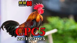 Video đá gà trực tiếp CPC5 hôm nay 22122025 – Xem ngay