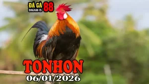 Xem Lại Trực Tiếp Đá Gà Tonhon Hôm Nay 06012026