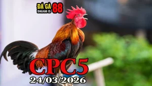 Clip đá gà trực tiếp Thomo CPC5 hôm nay 24032026