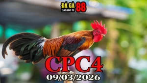 Video đá gà trực tiếp CPC4 09032026 – Xem lại full trận Thomo hôm nay