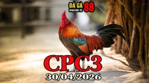 Clip đá gà trực tiếp CPC3 ngày 30042026