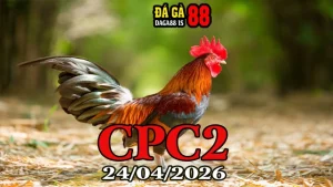Clip đá gà trực tiếp Thomo CPC2 ngày 24042026