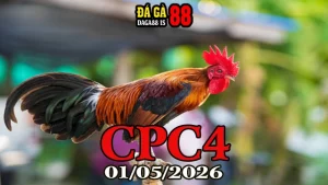 Full Clip Trực Tiếp Đá Gà Thomo CPC4 Ngày 01052026